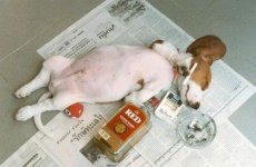 drunk pup.jpg