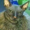 60f063e803ddc7c4b677f7dafc061592ugliest cat.jpg