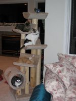 Cats0005.jpg