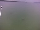 fish.jpg