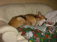 Shelbi 005.jpg