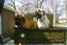 m37.dog3.jpg