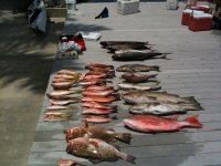 fish dockphoto.jpg