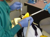 pengy dental 002.jpg