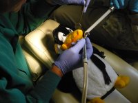 pengy dental 003.jpg
