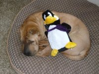 pengy evening 002.jpg