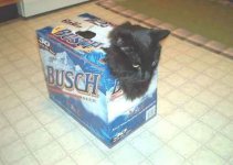 catbox2.jpg