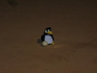 pengo ball 002.jpg