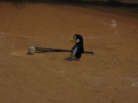 pengo ball 003.jpg