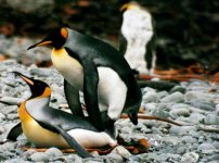 king_penguin_breeding_3sfw.jpg