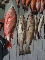 fish dock2photo.jpg