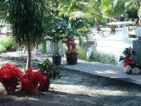 dock poinsettias 012.jpg