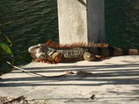 iguana.jpg