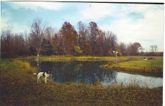birdogpond.jpg