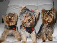 Angel,Buddy,Candi.jpg