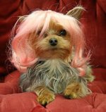 file01012 Carrie's Yorkie.jpg