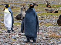 all-black-penguin.jpg