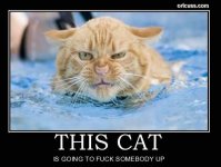 evil-cat-01.jpg