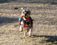 prancerfetch.jpg