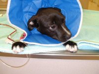 Mercedes the pup.jpg