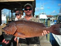 MangroveSnapper.jpg
