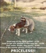 priceless_-_dog_and_raccoon_having_sex.jpg