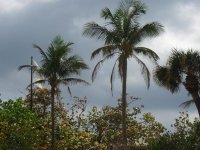 JupiterFL0407 002.jpg