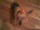 dog.jpg
