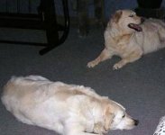 Dogs.2.JPG