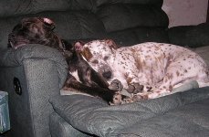 Dogs.21.JPG