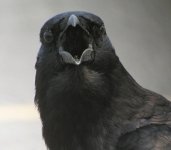 crow.jpg