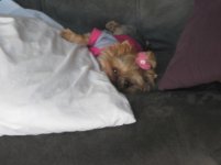 Angel hangover 001.jpg